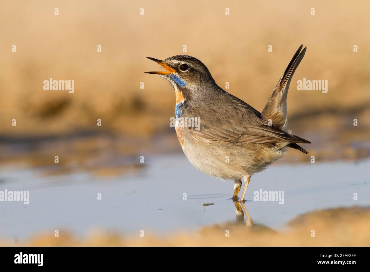 Homme de Bluethroat (Luscinia svecica) Banque D'Images