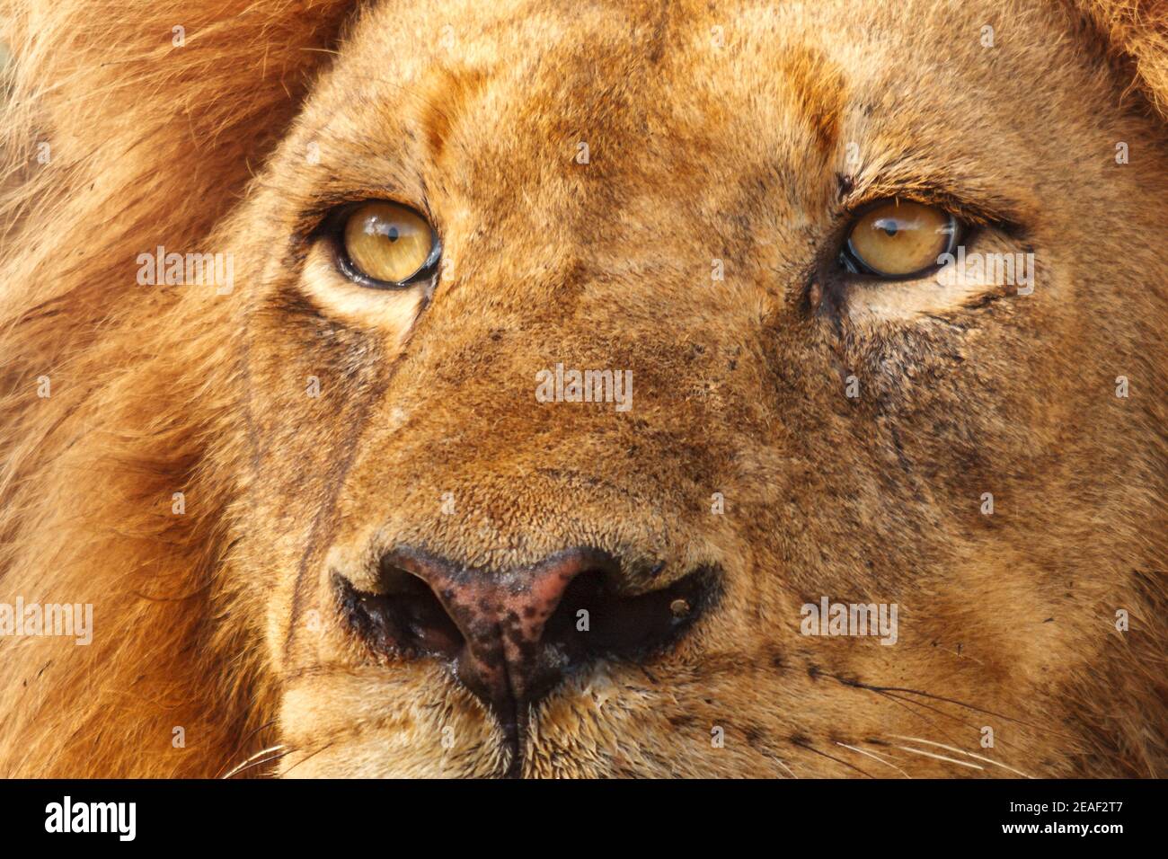Lion, Panthera leo, homme, portrait, Orpen District, Parc national Kruger, Afrique du Sud Banque D'Images