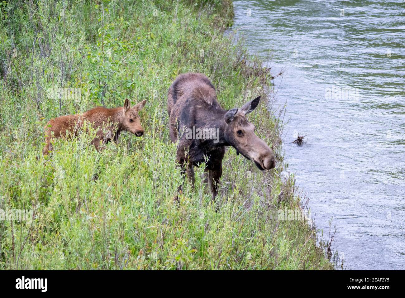 Un orignal de vache et de veau recherche de la nourriture dans les saules le long de la rivière Snake dans le parc national de Grand Teton, Wyoming. Banque D'Images