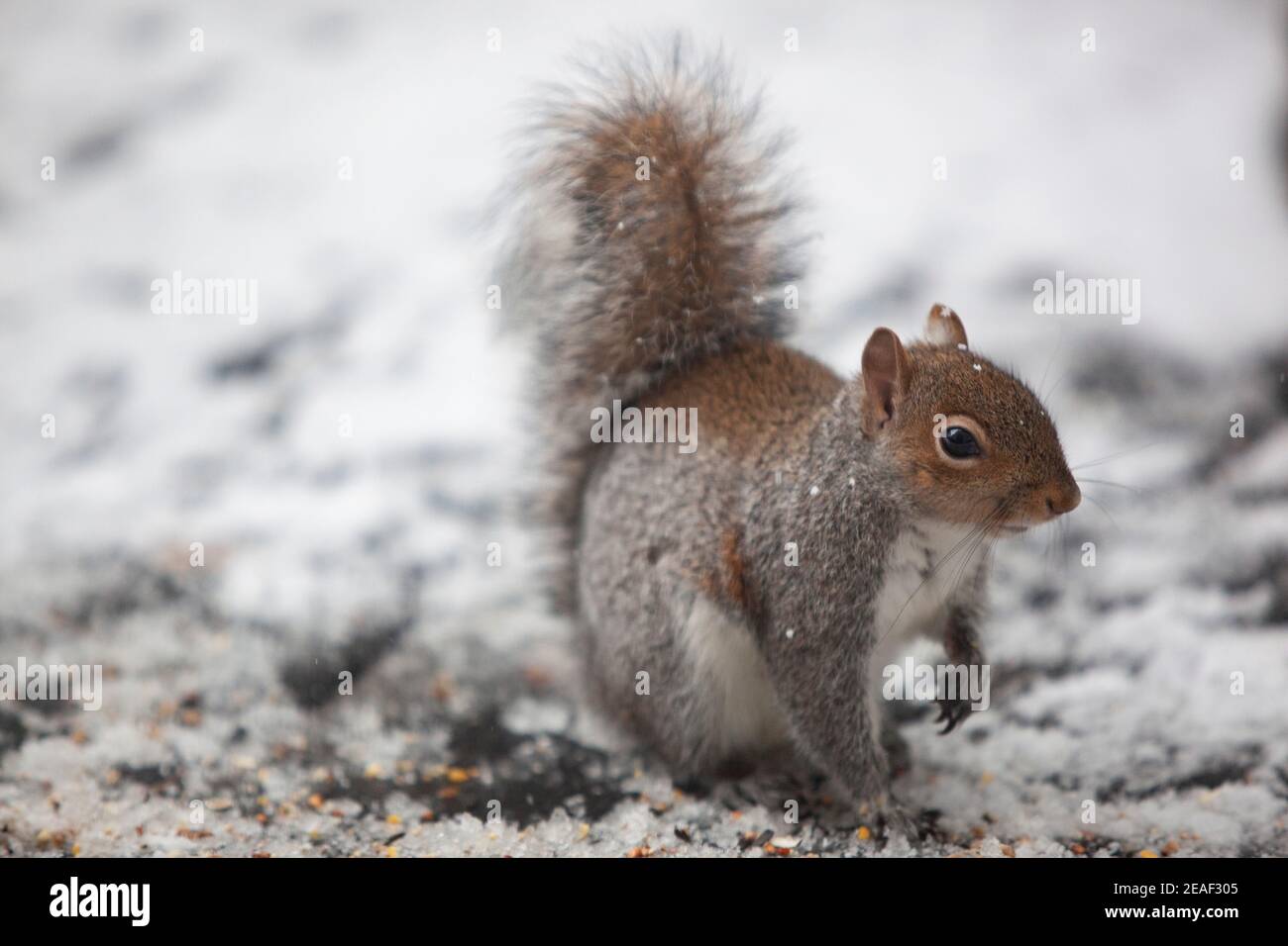 UK Weather, 9 février 2021, Londres : des graines de volaille posées sur une terrasse enneigée dans un jardin de banlieue attirent les pigeons de bois jusqu'à ce qu'un écureuil muscle dedans et les oiseaux sont effrayés. Par temps froid, les gens sont encouragés à mettre de la nourriture pour les oiseaux et la faune. Anna Watson/Alay Live News Banque D'Images