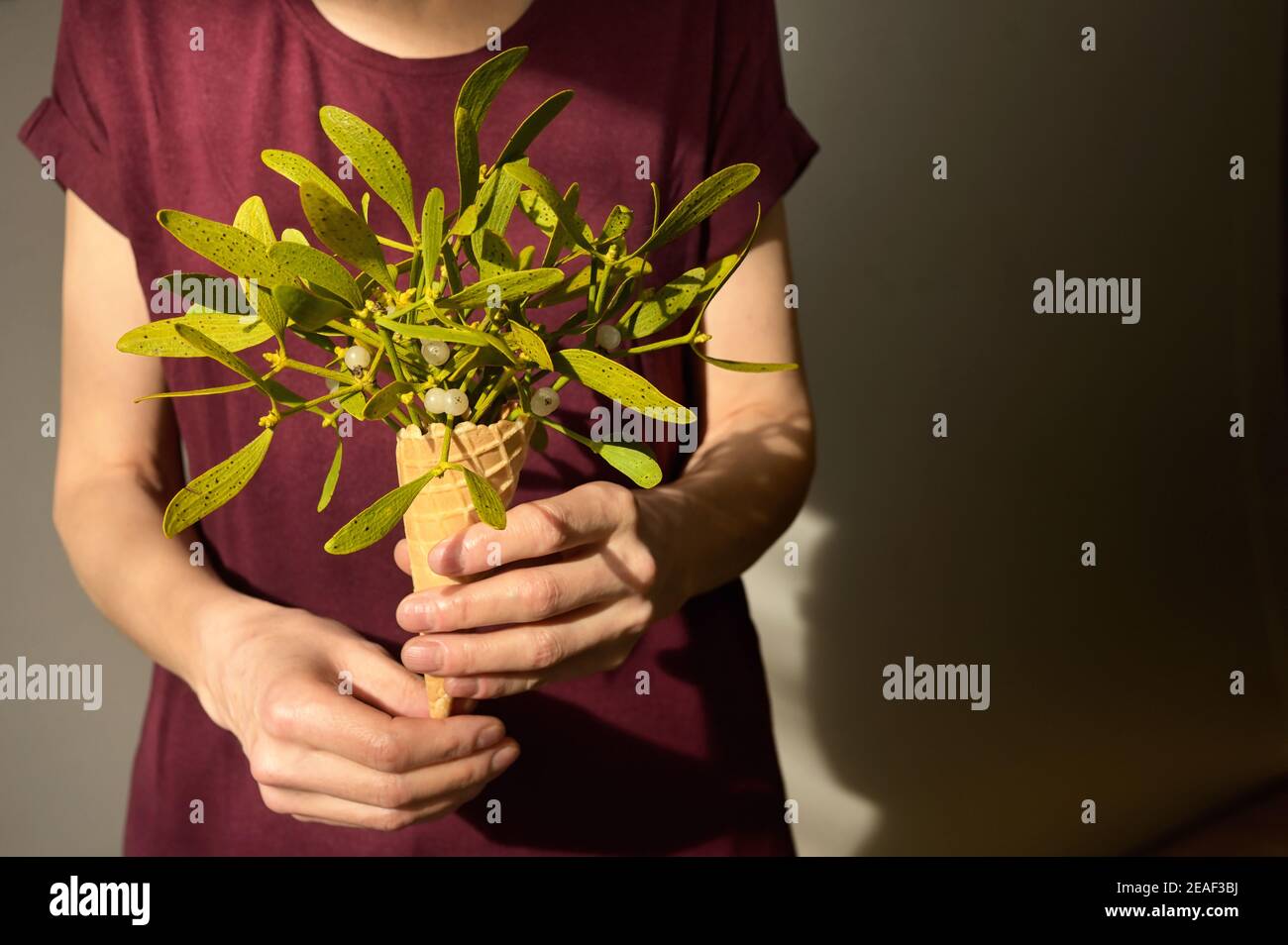 Branche conceptuelle de Mistletoe dans le cône de gaufrage Banque D'Images