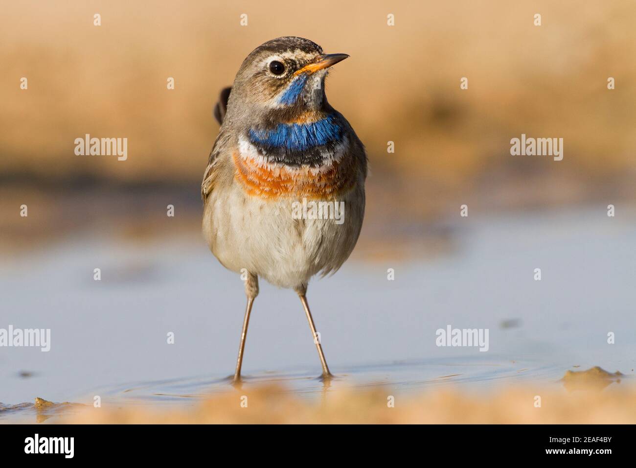 Homme de Bluethroat (Luscinia svecica) Banque D'Images