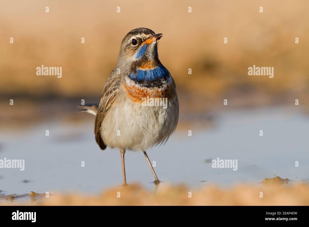 Homme de Bluethroat (Luscinia svecica) Banque D'Images