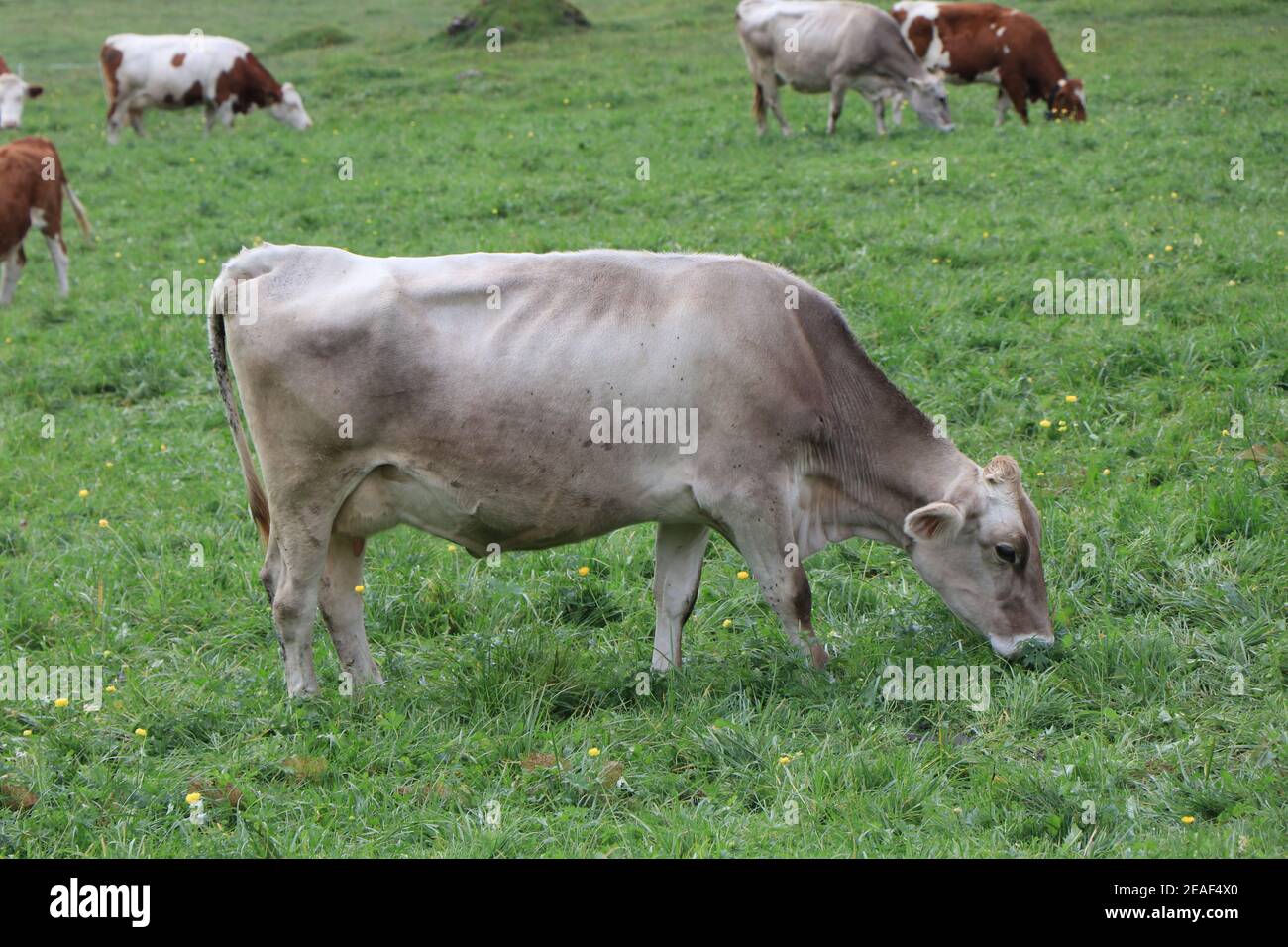 Un groupe de bétail paître sur un terrain vert luxuriant. Photo de haute qualité Banque D'Images