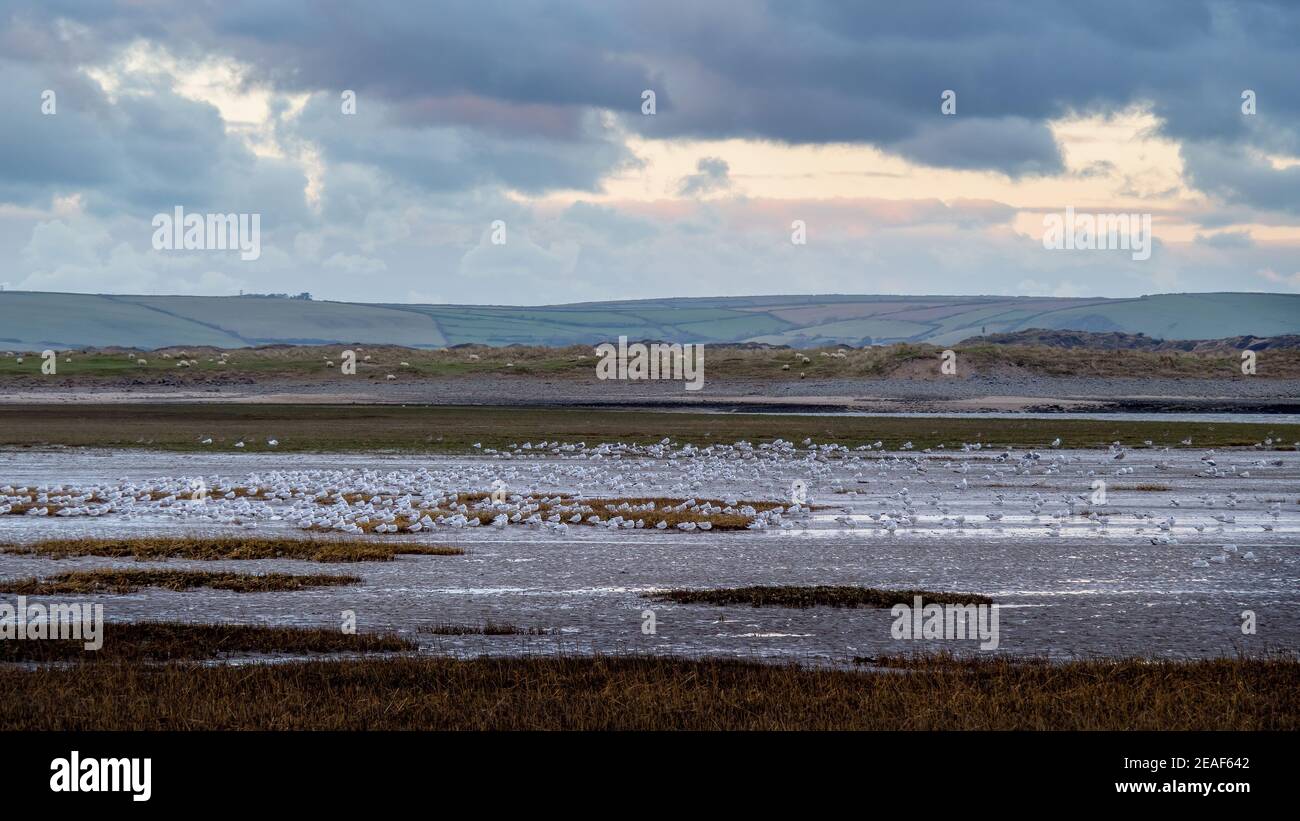 Masses de roosting de goélands, région de Skern de Northam Burrows, près de Appledore, North Devon. Banque D'Images