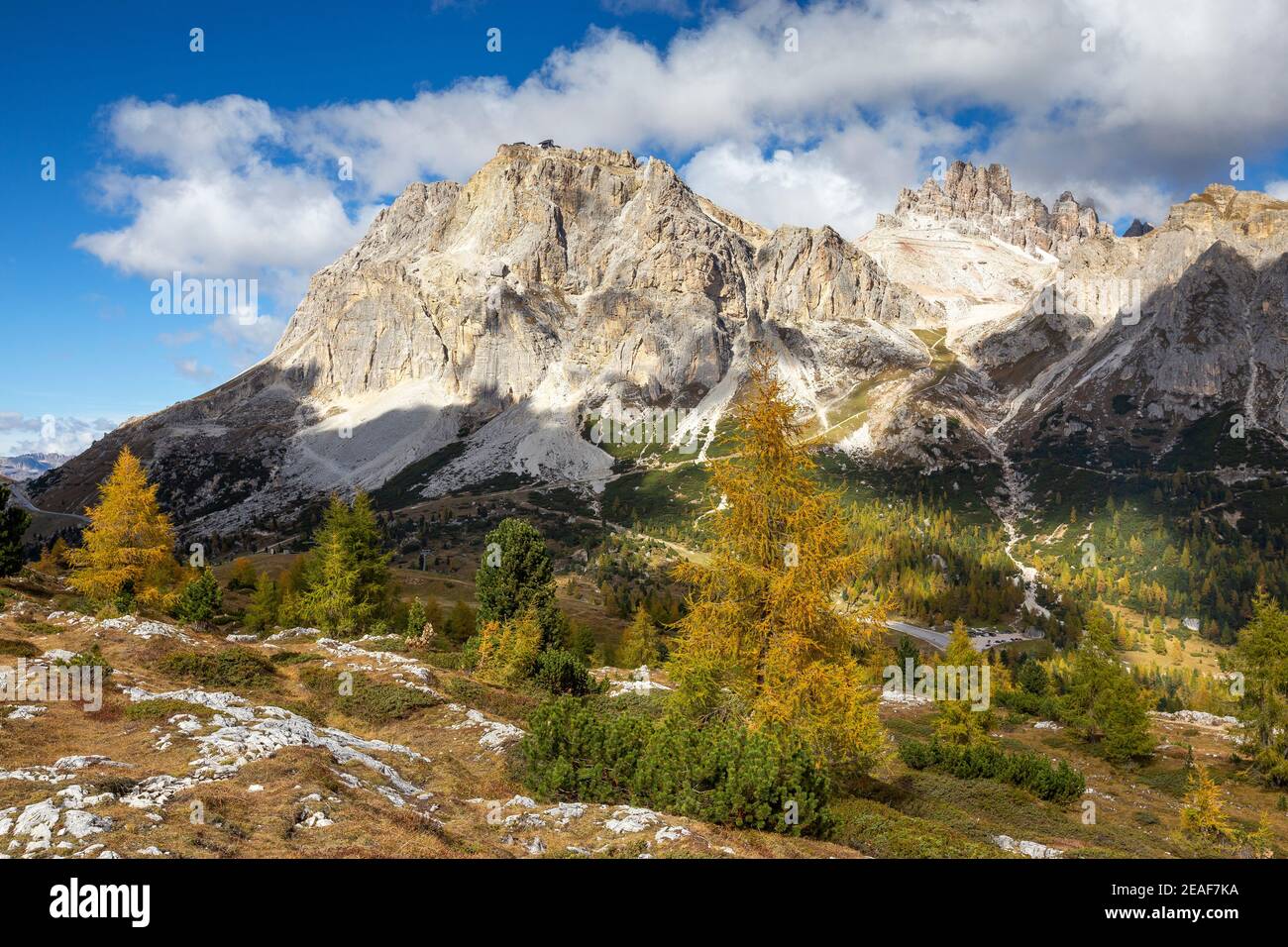 Vue sur la montagne Lagazuoi. Passo Falzarego. Larches (Larix decidua) en automne. Les Dolomites. Alpes italiennes. Europe. Banque D'Images
