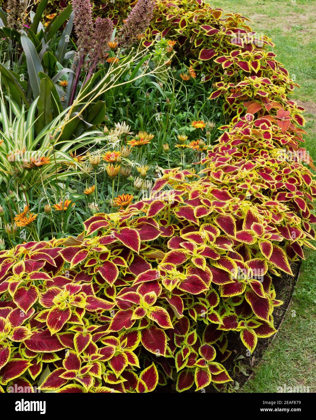 Solenostemon Crimson Gold fait un ajout accrocheur à un anglais garden Border - Somerset Royaume-Uni Banque D'Images