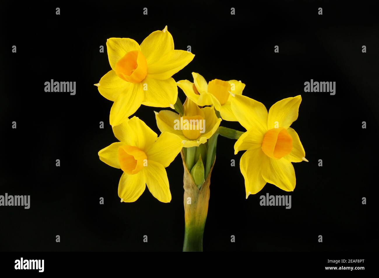 Le Grand Soliel d'Or narcissus des fleurs isolées contre le noir Banque D'Images