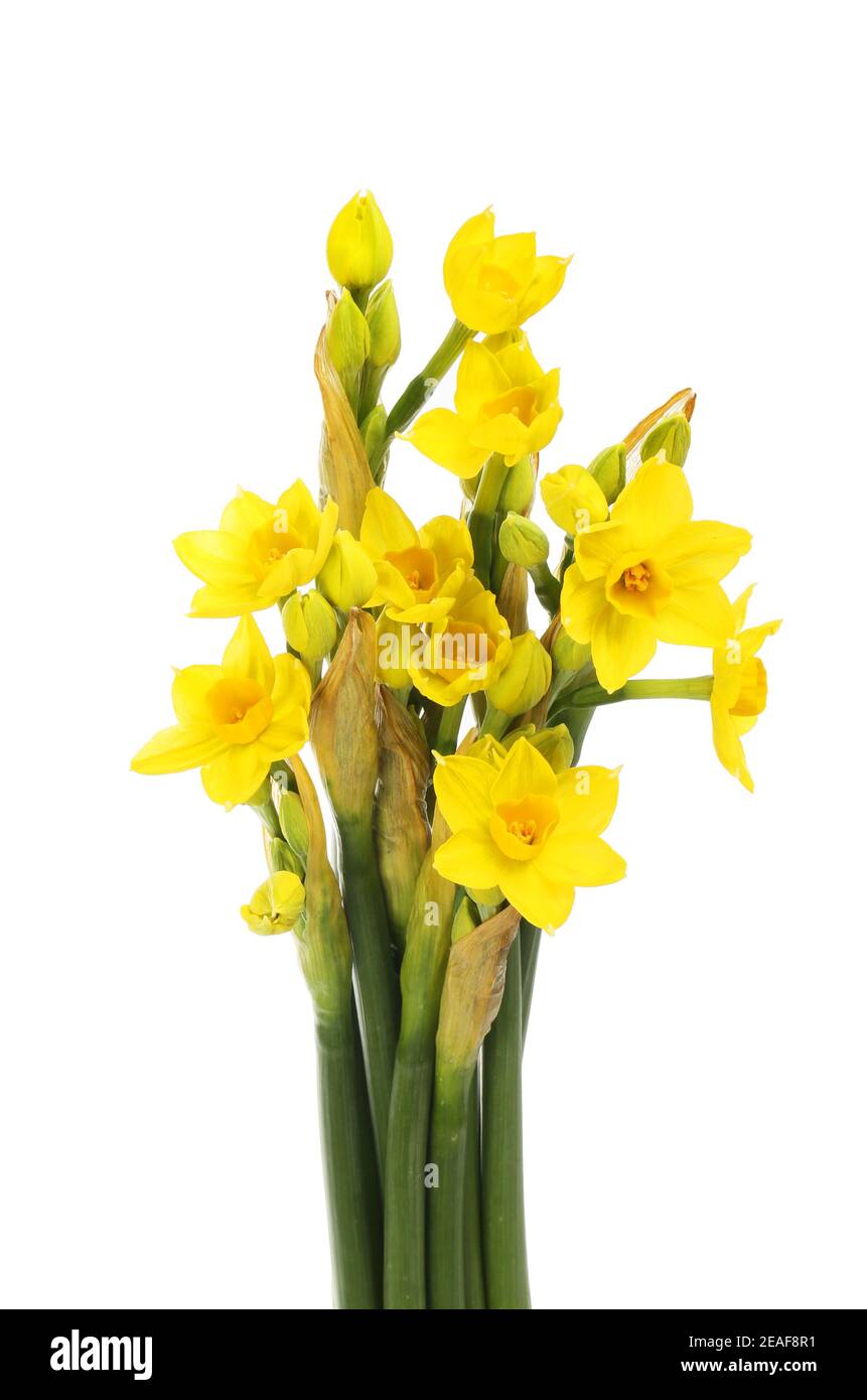 Arrangement du Grand Soliel d'Or narcissus fleurs isolées contre blanc Banque D'Images