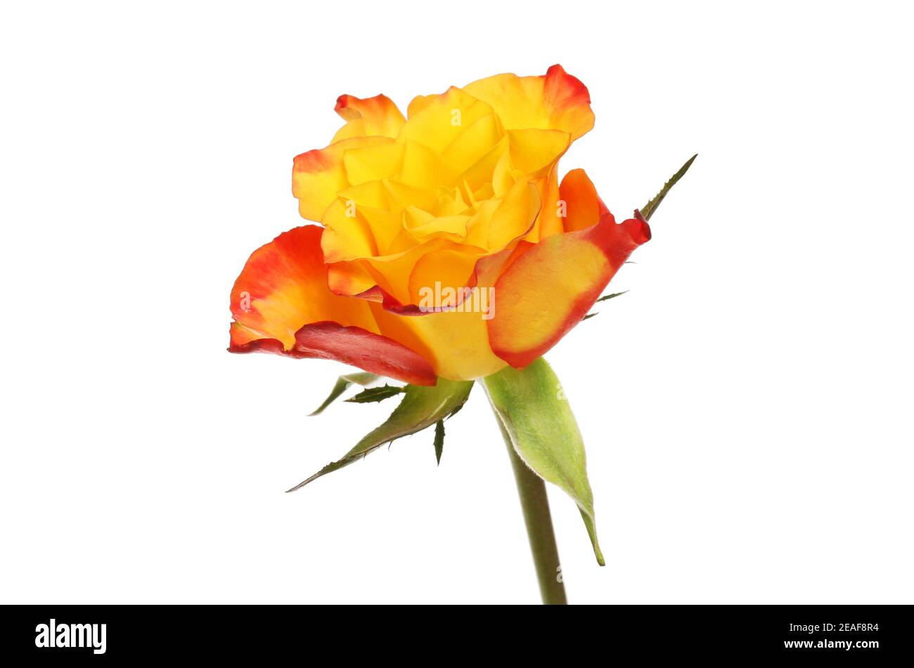 Fleur de rose à franges orange et rouge isolée contre le blanc Banque D'Images