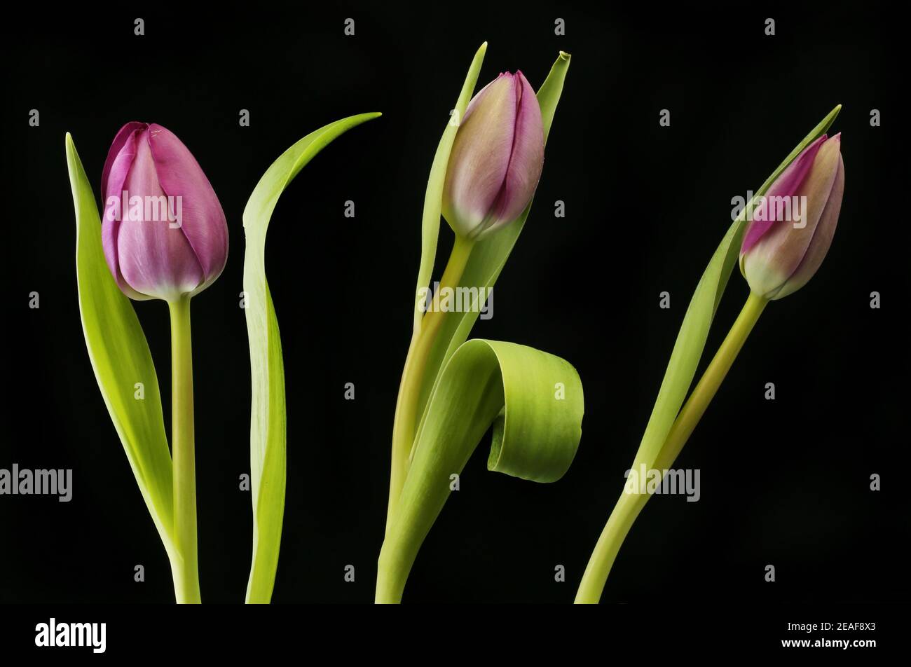 Trois fleurs de tulipe pourpre et le feuillage isolés contre le noir Banque D'Images