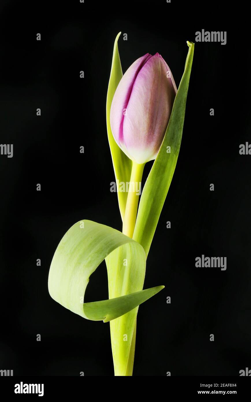 Fleur de tulipe pourpre et feuillage isolé contre le noir Banque D'Images