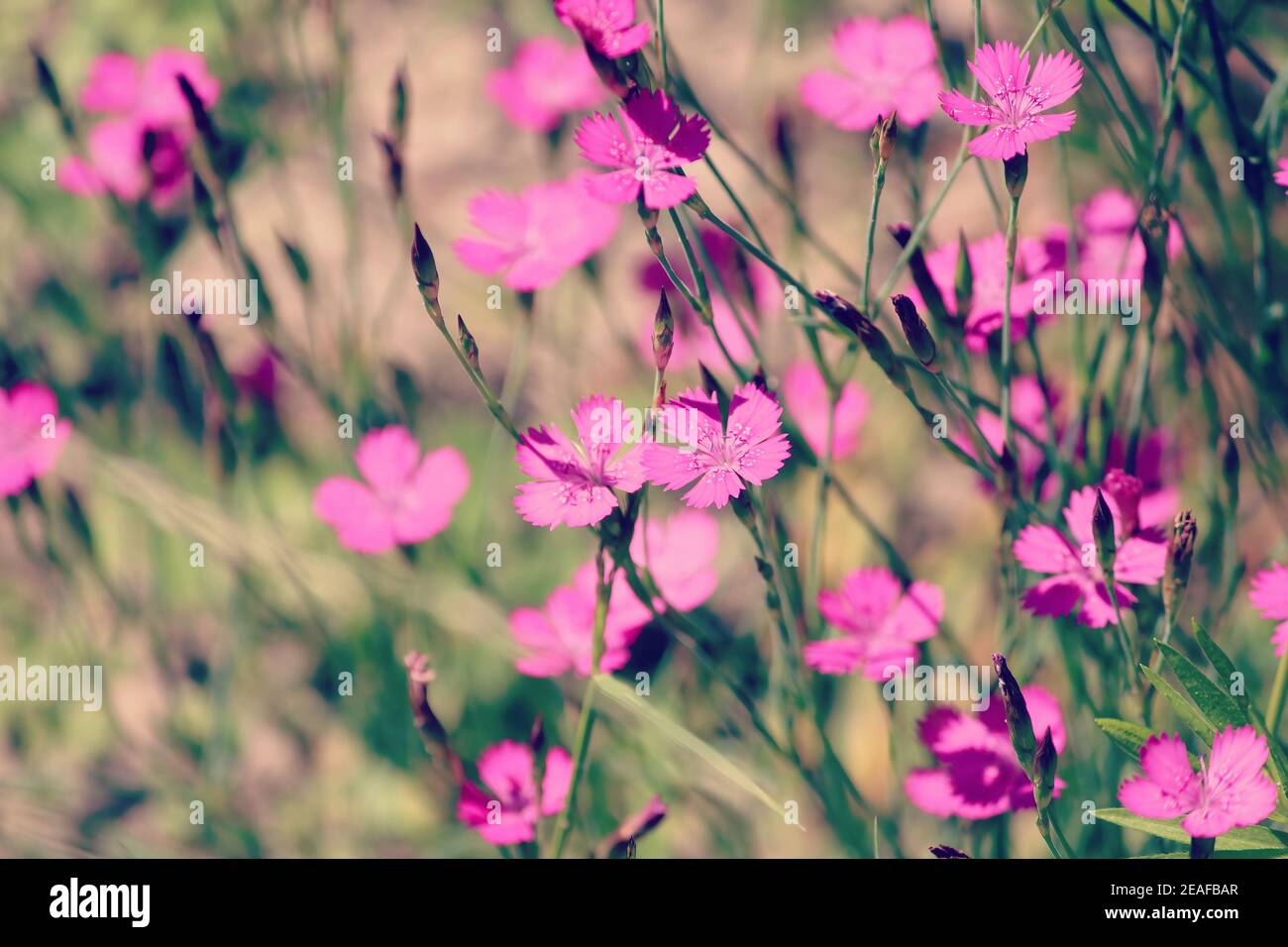 Jeune fille Rose ou Heidenelke ou Dianthus deltoides. Beaucoup de bourgeons roses de jeune fille sur un pré ensoleillé un jour d'été. De nombreuses fleurs sauvages roses en été Banque D'Images