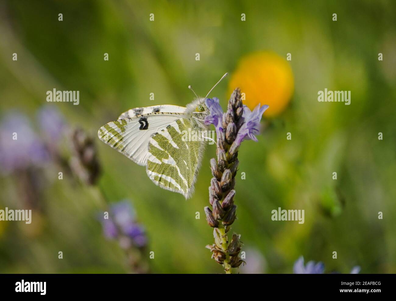 Vert rayé blanc, (Euchloe belemia) papillon se nourrissant sur la lavande, Andalousie, Espagne. Banque D'Images