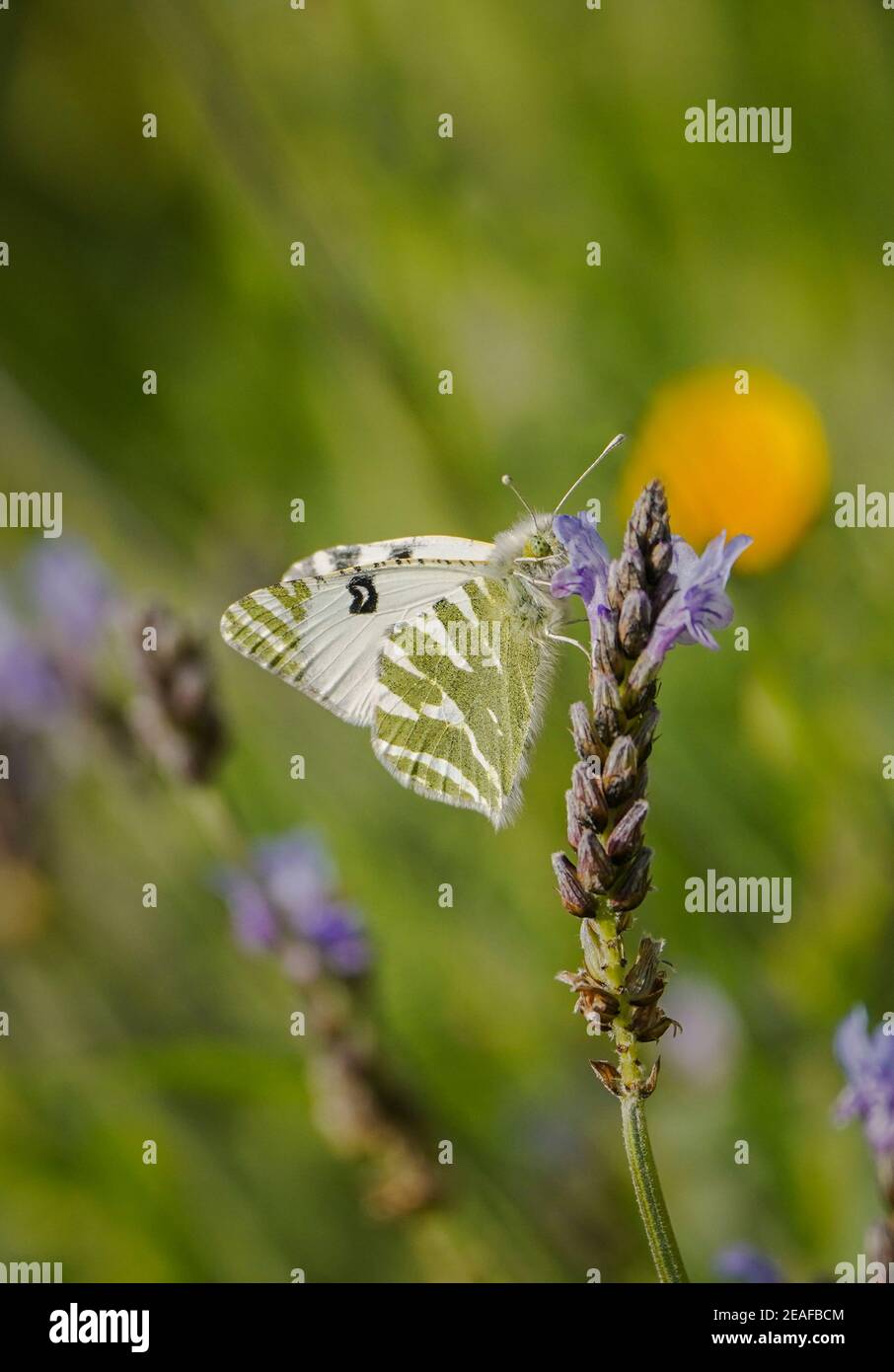 Vert rayé blanc, (Euchloe belemia) papillon se nourrissant sur la lavande, Andalousie, Espagne. Banque D'Images
