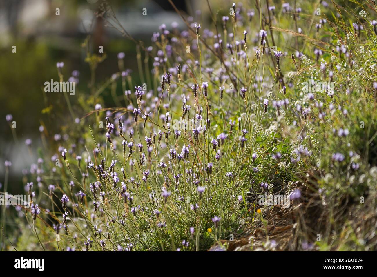 Lavandula multifida, lavande de fougères ou lavande égyptienne, fleur de fleurs sauvages mediterránean, Andalousie, Espagne. Banque D'Images