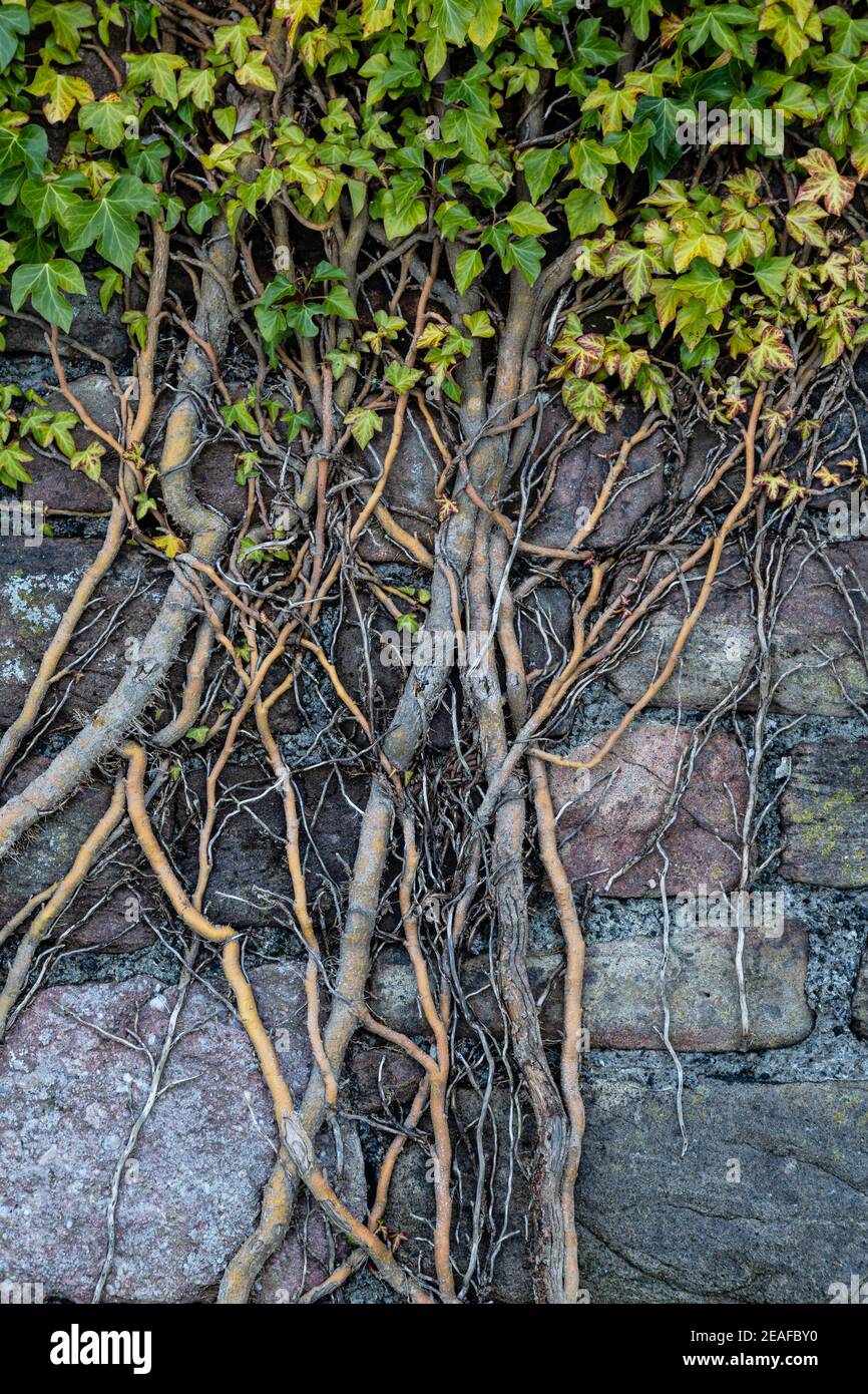 Ivy, Hedera Helix, poussant sur un vieux mur de pierre, Monbucshire, pays de Galles, Royaume-Uni Banque D'Images