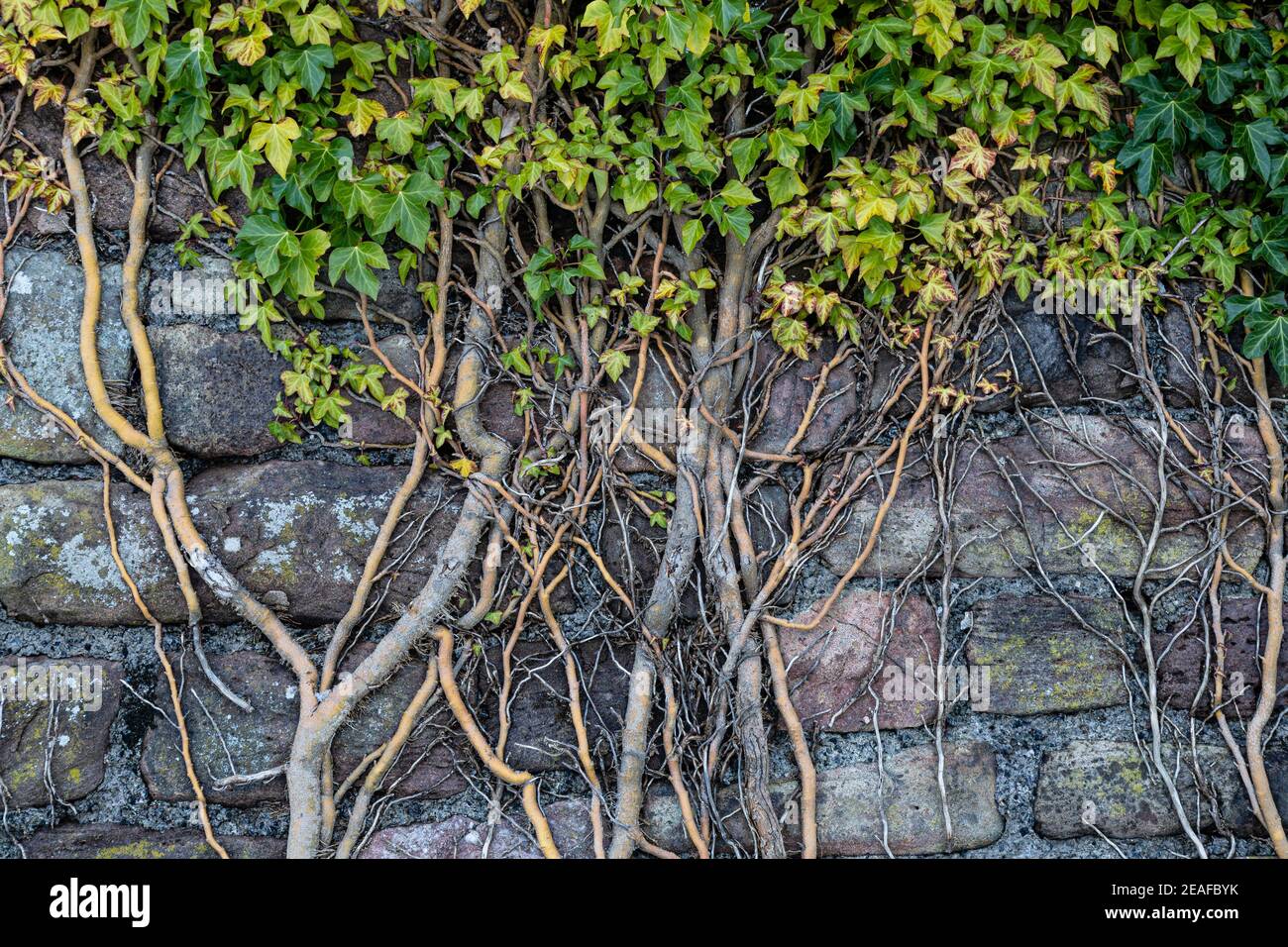 Ivy, Hedera Helix, poussant sur un vieux mur de pierre, Monbucshire, pays de Galles, Royaume-Uni Banque D'Images