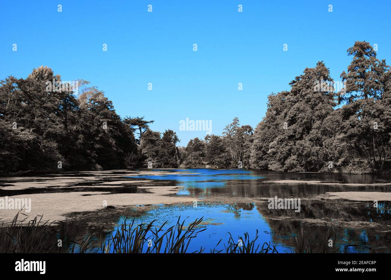 Paysage : petit lac anglais avec algues entourées d'arbres et de graminées utilisant un filtre bleu Banque D'Images