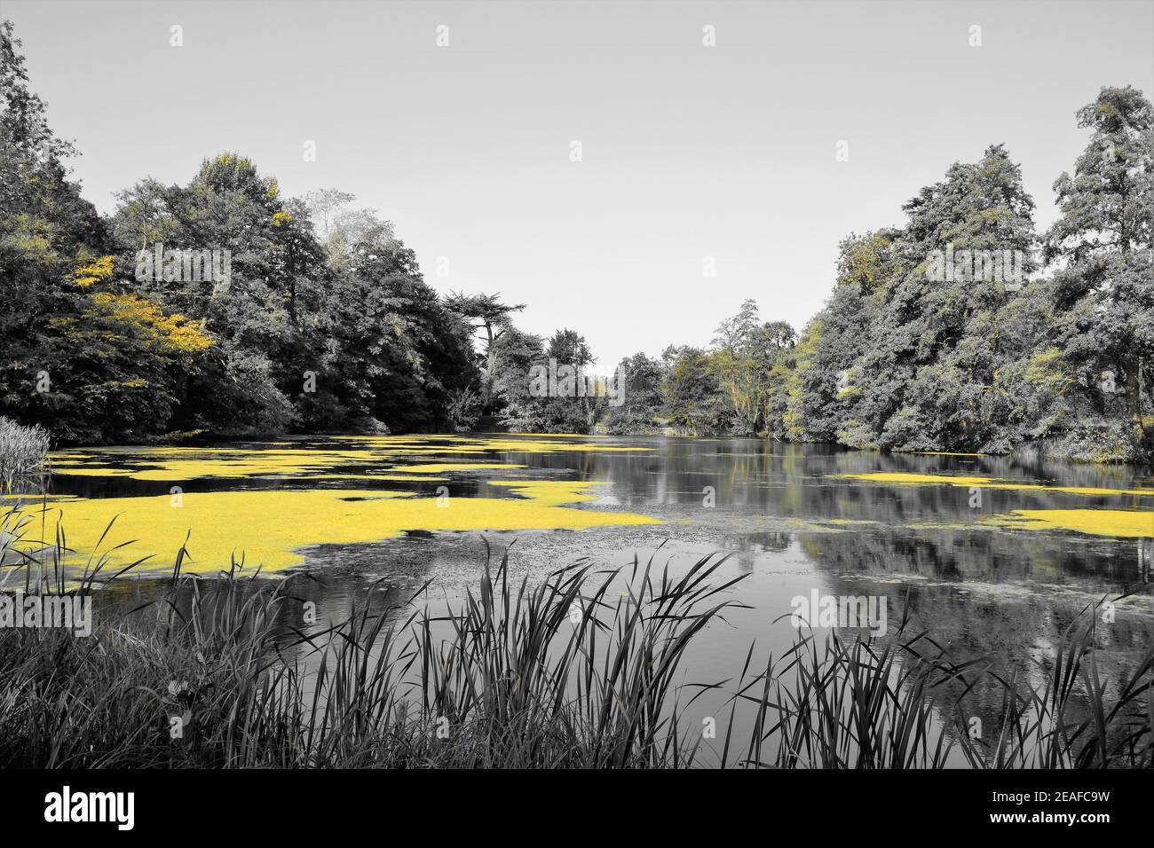 Paysage : petit lac anglais avec algues entourées d'arbres et de graminées à travers le filtre jaune Banque D'Images