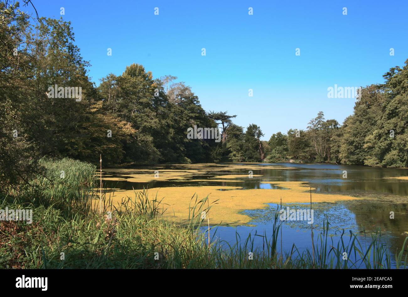 Paysage : petit lac anglais avec algues entouré d'arbres et de graminées Banque D'Images