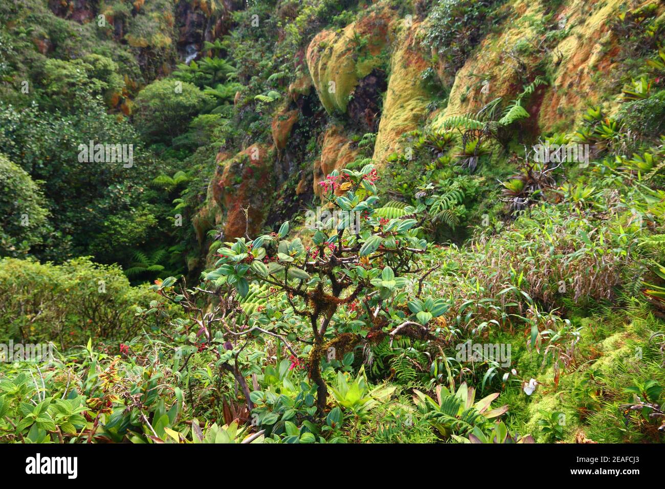 Plante endémique en Guadeloupe. Charianthus alpinus plante de la famille des Melastomataceae. Les pentes du volcan la Soufrière. Banque D'Images