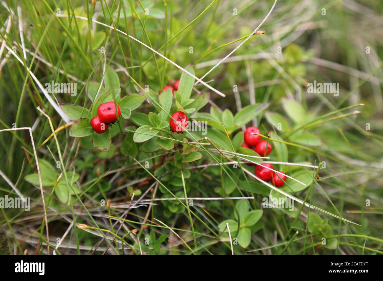 Baies de forêt d'été en Norvège. cornel nain ou baie de cornouailles (Cornus suecica). Banque D'Images