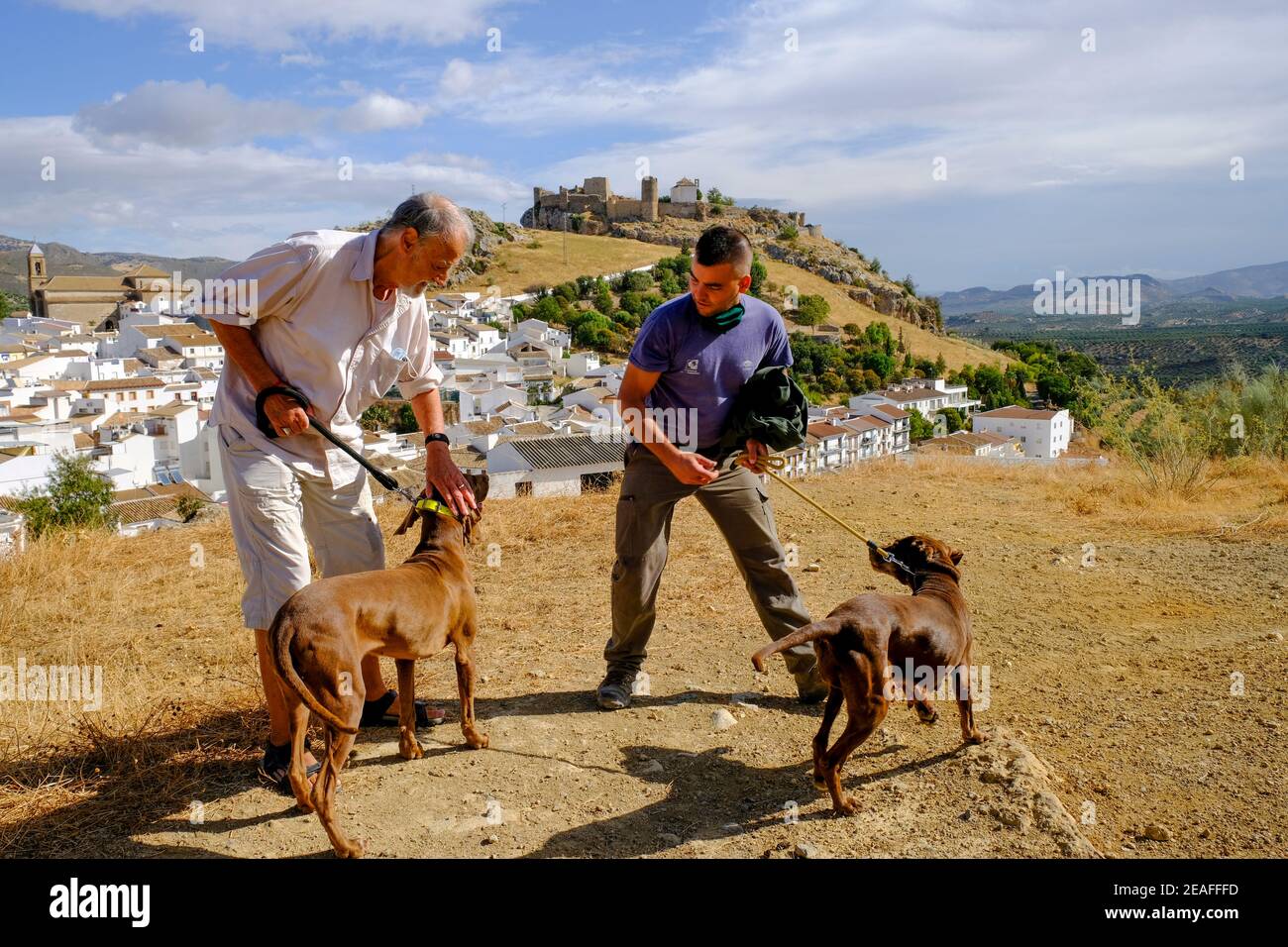 L'exercice de chiens de chasse de lapin sur la colline d'une ville rurale avec château mauresque en arrière-plan. Carcabuey, Sierras Subbeticas, Andalousie, Espagne Banque D'Images