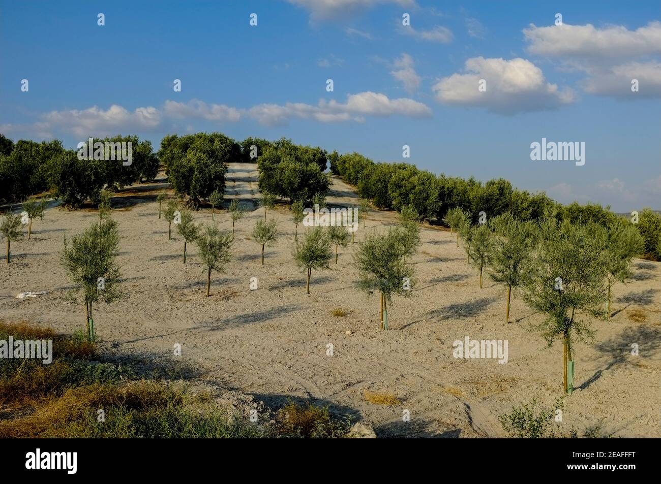 Petite plantation de jeunes arbres d'olive sur des terres appartenant à un villageois local. Carcabuey, Sierras Subbeticas, province de Cordoue, Andalousie, Espagne Banque D'Images