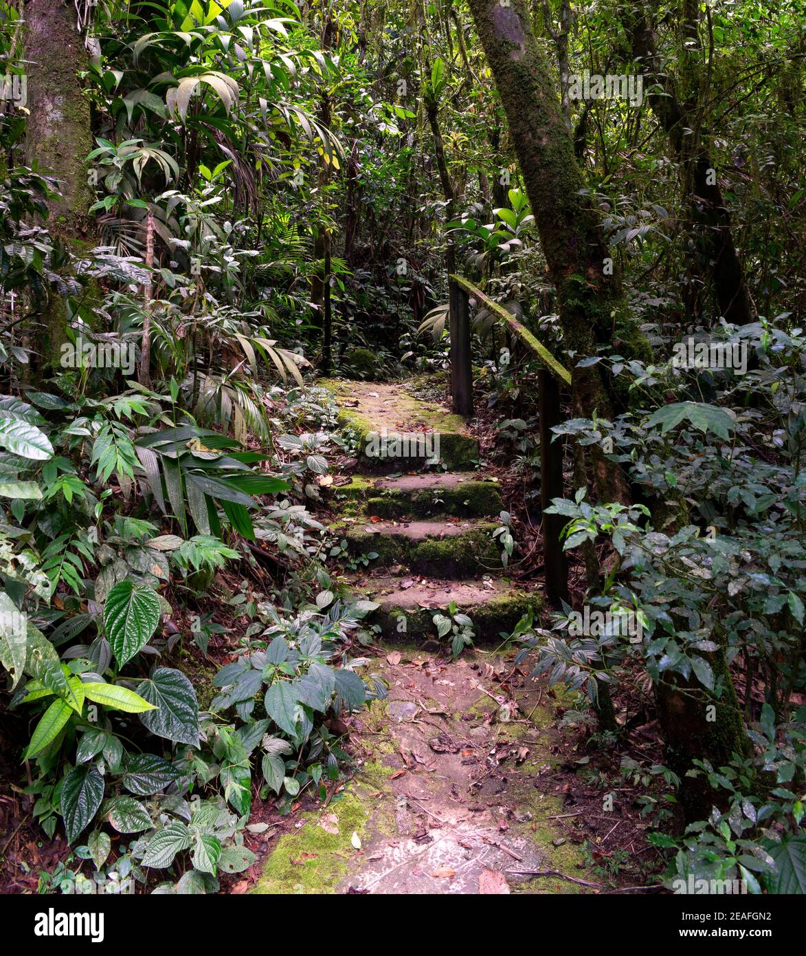 Chemin avec escaliers dans la nature Banque D'Images Chemin avec escaliers dans la nature Banque D'Images