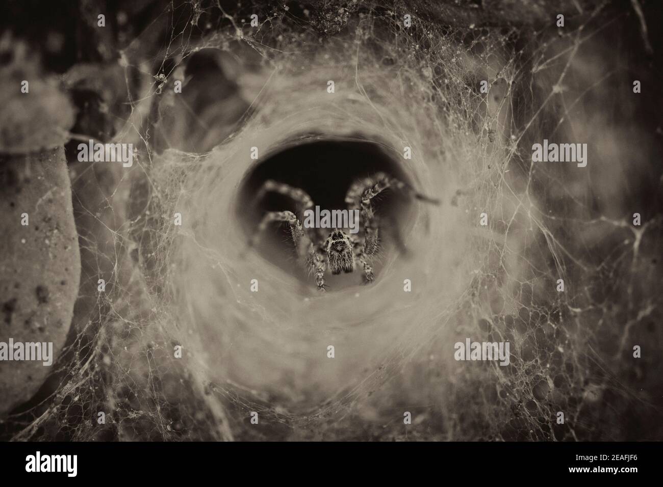 Araignée tunnel dans sa cachette Banque D'Images