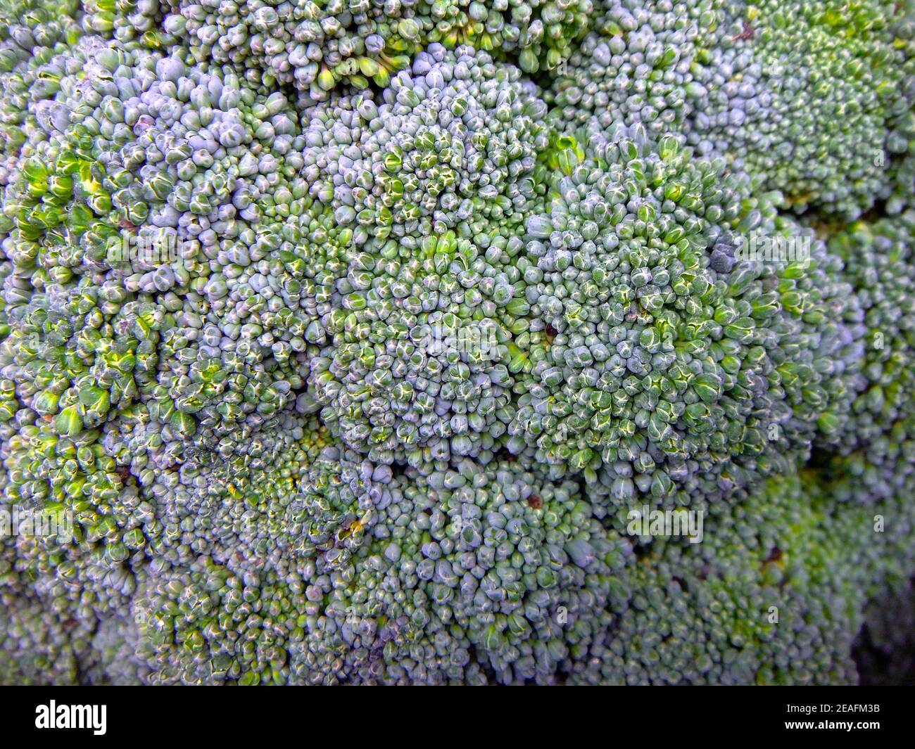 Fond de légumes Banque D'Images