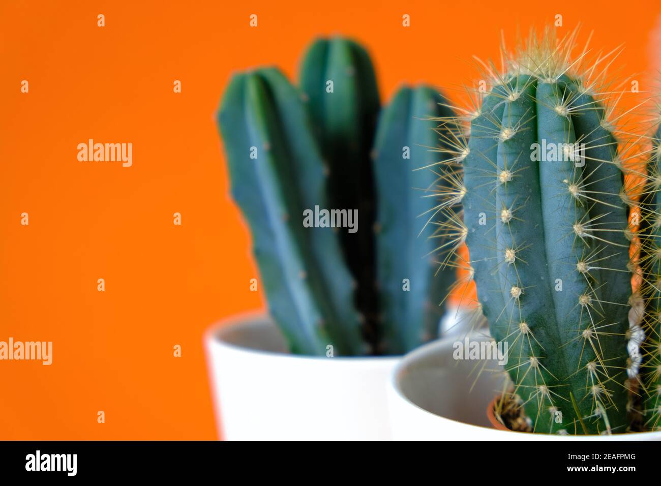 Fleurs de cactus en pot blanc sur fond orange vif.intérieur fleurs en pots Banque D'Images