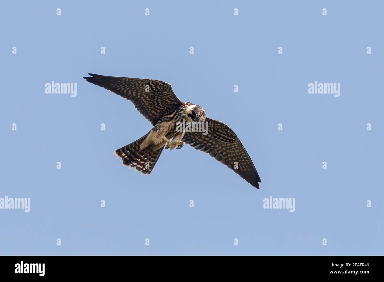 Eurasie Hobby, Falco subbuteo, chasse aux oiseaux juvéniles pour les insectes volants, Suffolk, Royaume-Uni, 25 septembre 2011 Banque D'Images