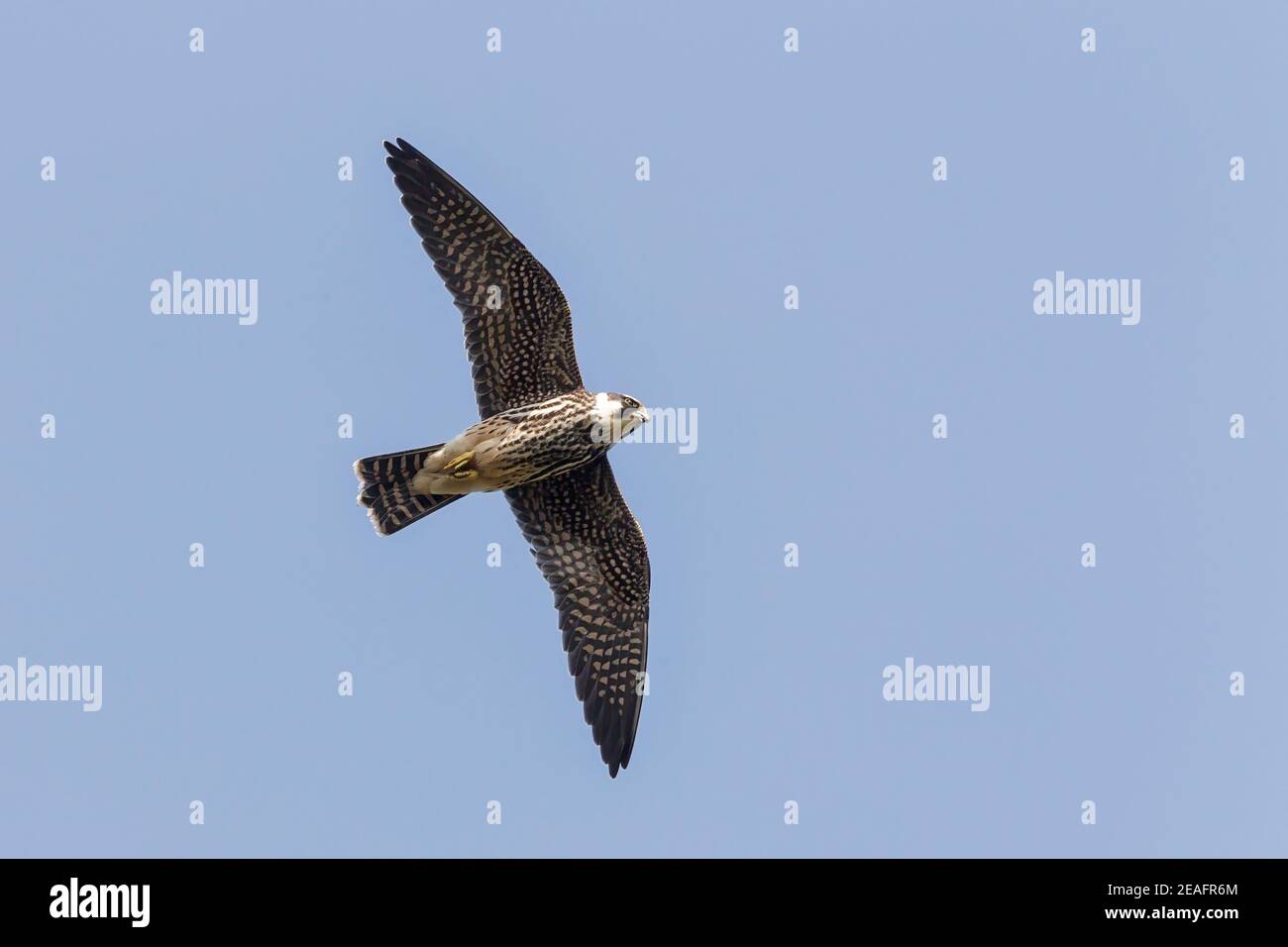 Eurasie Hobby, Falco subbuteo, chasse aux oiseaux juvéniles pour les insectes volants, Suffolk, Royaume-Uni, 25 septembre 2011 Banque D'Images