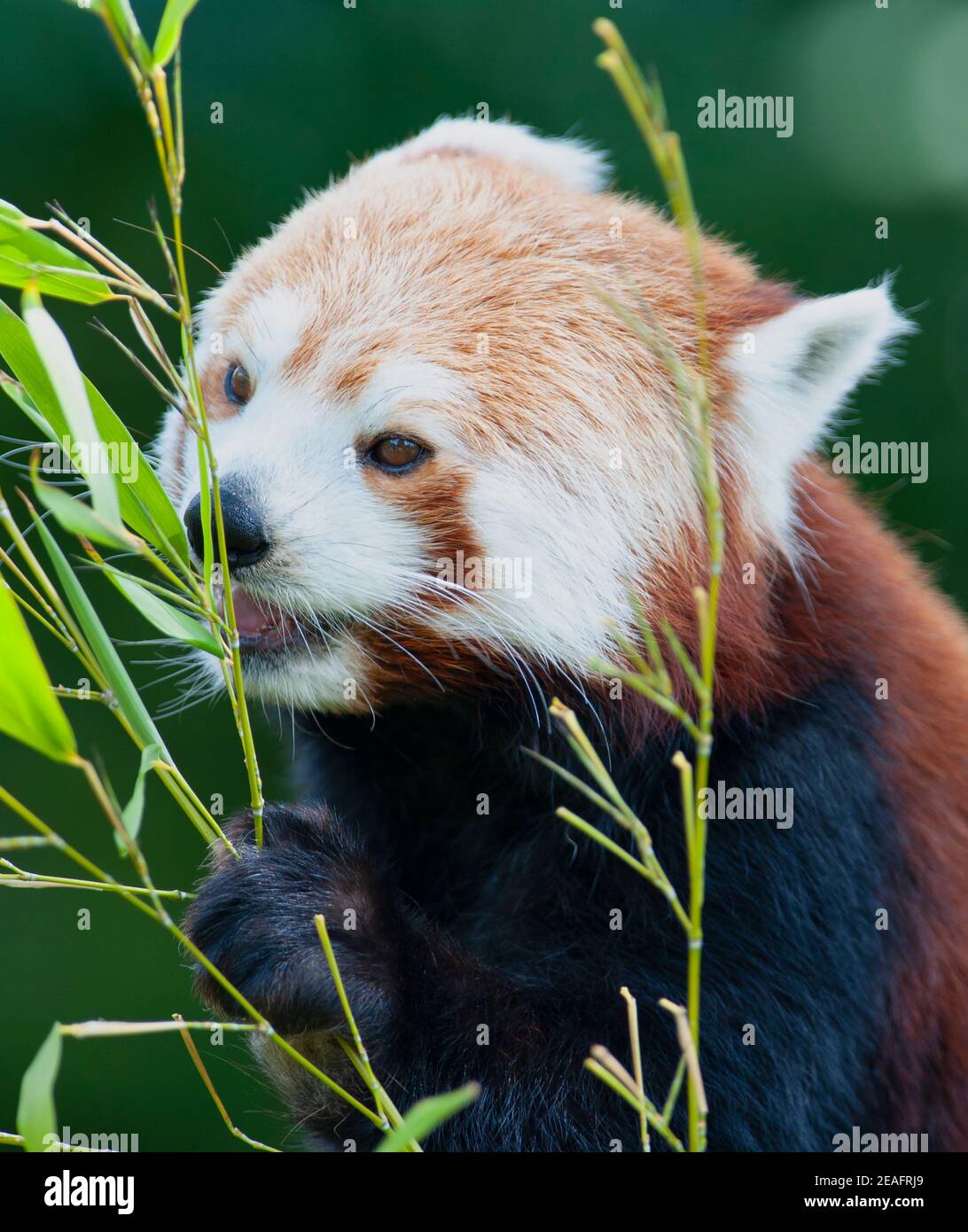 Magnifique panda rouge (Ailurus fulgens) emportant sur les feuilles de bambou Banque D'Images