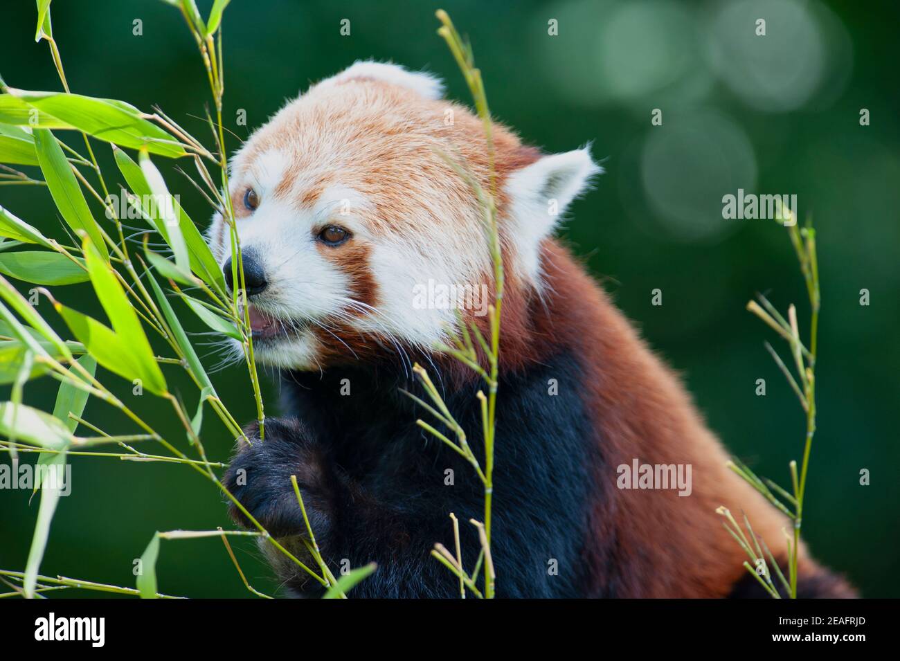 Magnifique panda rouge (Ailurus fulgens) emportant sur les feuilles de bambou Banque D'Images
