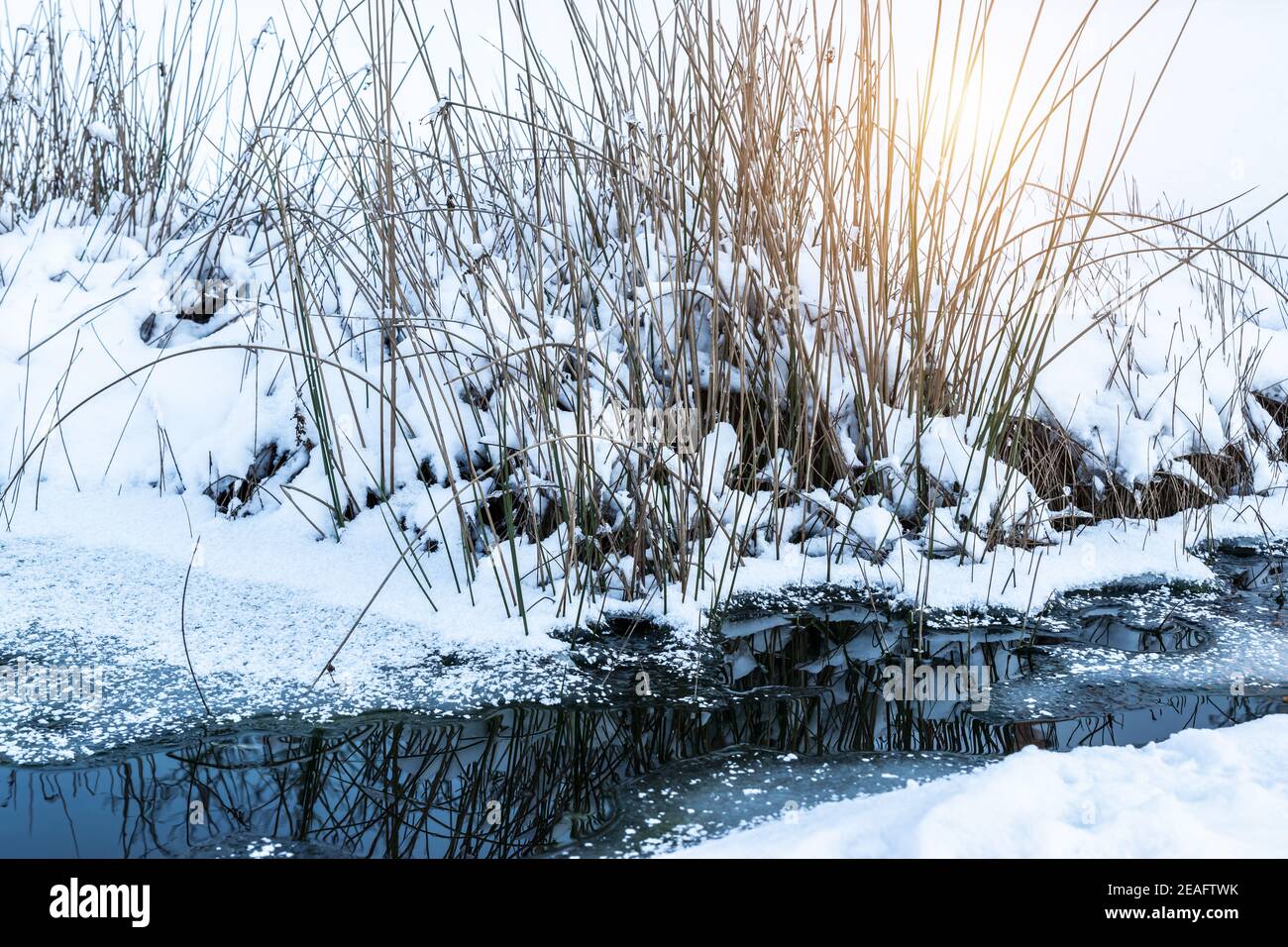 Un étang de jardin gelé avec des herbes sèches et de la glace en fusion. Banque D'Images