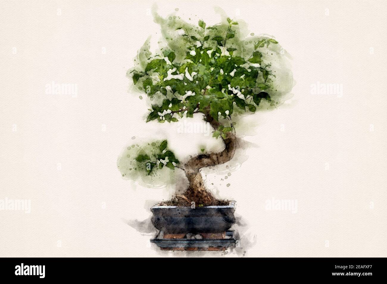 Bonsai arbre ornemental, cultivé dans un pot en céramique bleu émaillée.  Plante miniature vert Ligustrutum sinense, privet chinois. Aquarelle  Illustration Photo Stock - Alamy