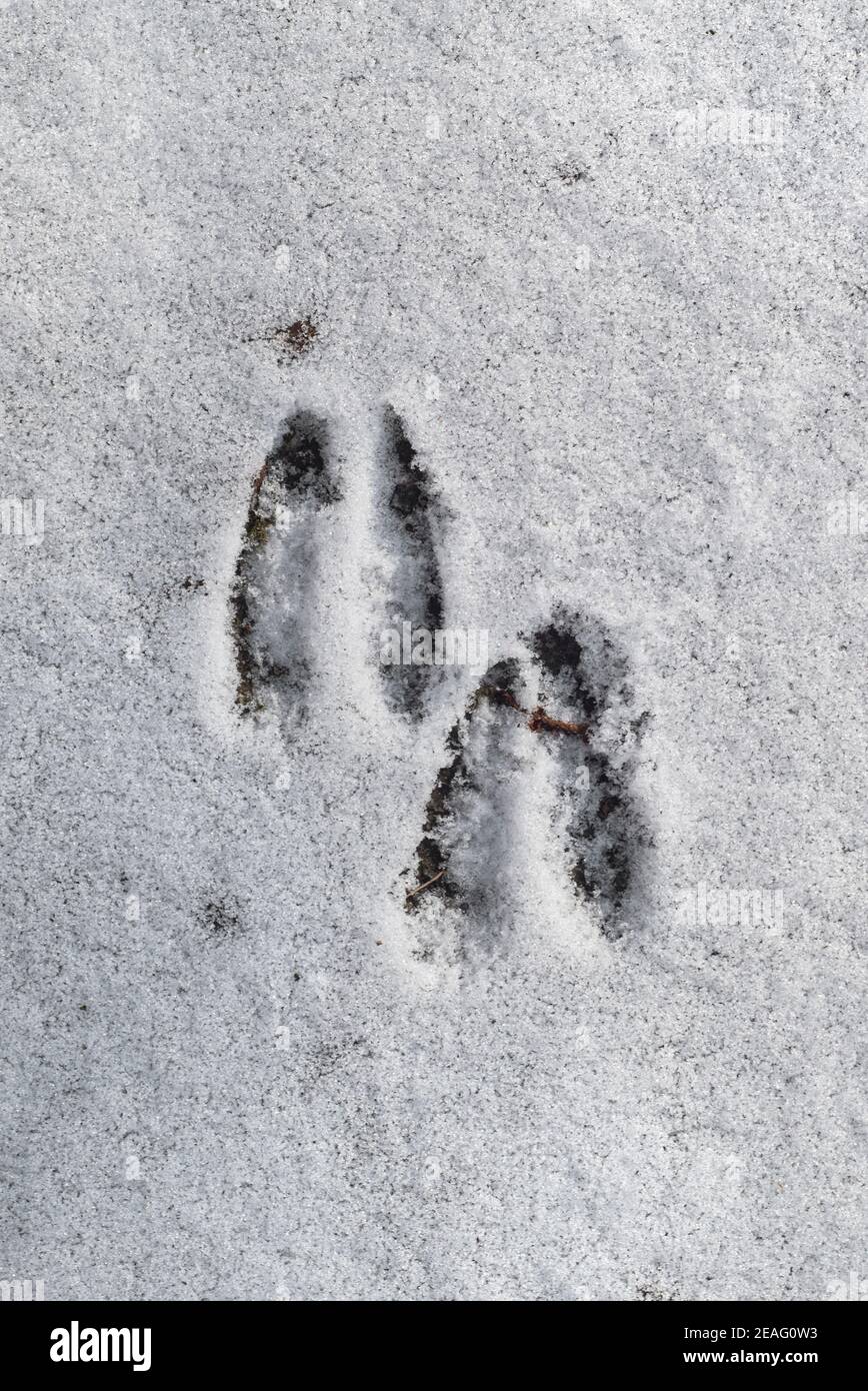 Gros plan sur les empreintes de pas/de sabots de chevreuil (Capranolus capranolus) dans la neige en hiver Banque D'Images