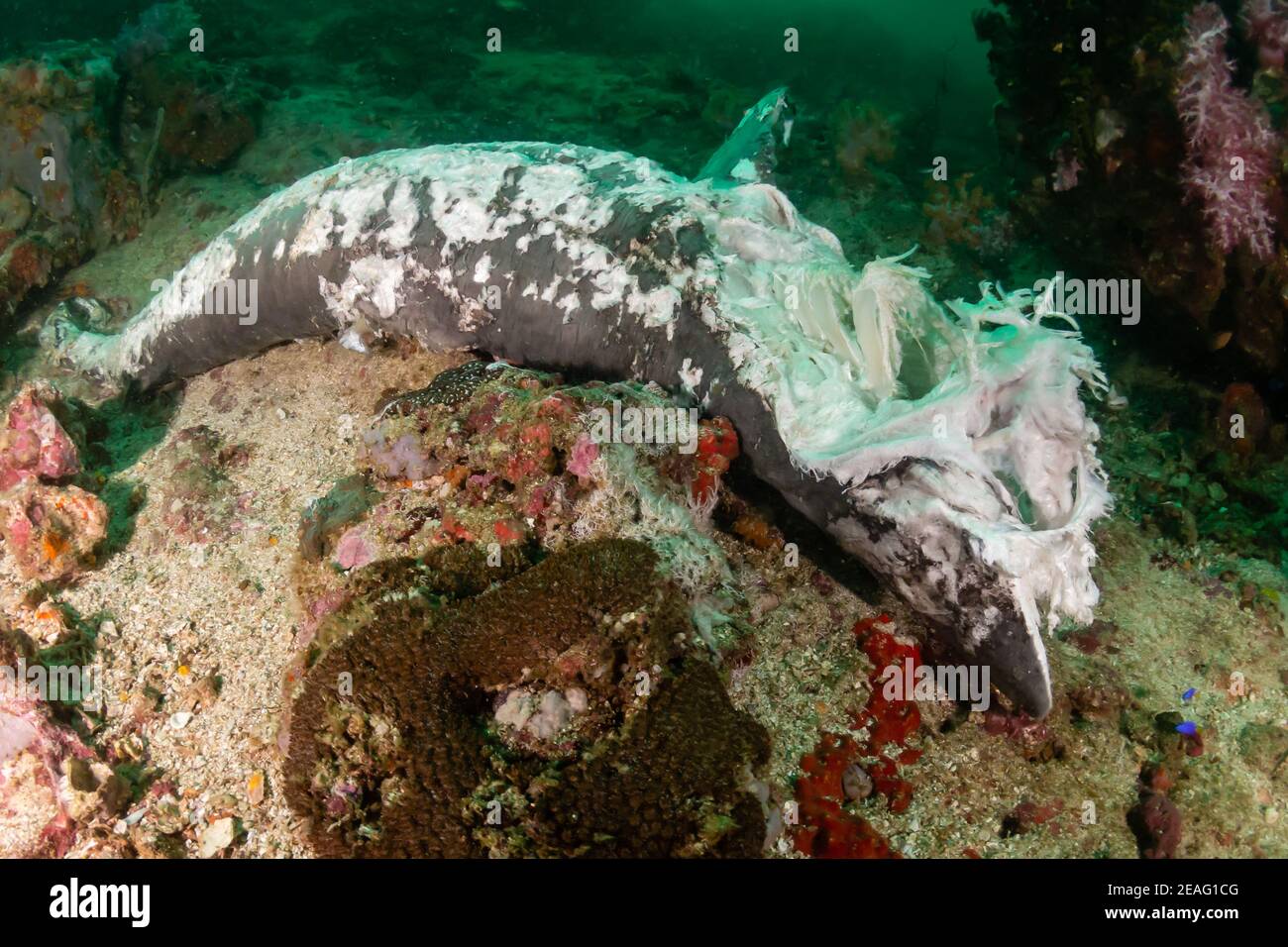 Requin mort en décomposition sur un récif de corail récemment pêché par dynamite au Myanmar (Birmanie) Banque D'Images