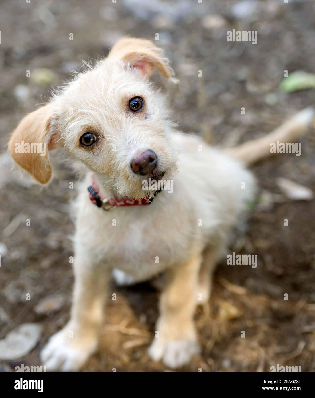 Un chien mignon est à la recherche d'un curieux Expression sur son visage Banque D'Images