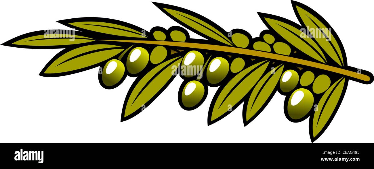 Grappe d'olives mûrisantes accrochées sur une branche feuillue isolée sur un vecteur de dessin animé blanc Illustration de Vecteur