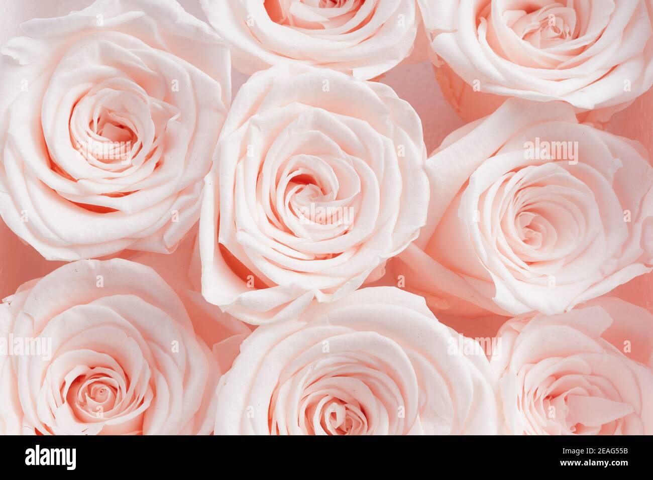Magnifique fond rose roses. Vue de dessus. Style pastel Banque D'Images