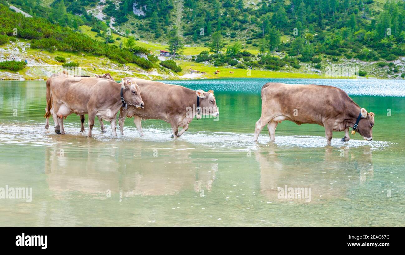 Trois vaches alpines debout dans le lac alpestre, Autriche Banque D'Images