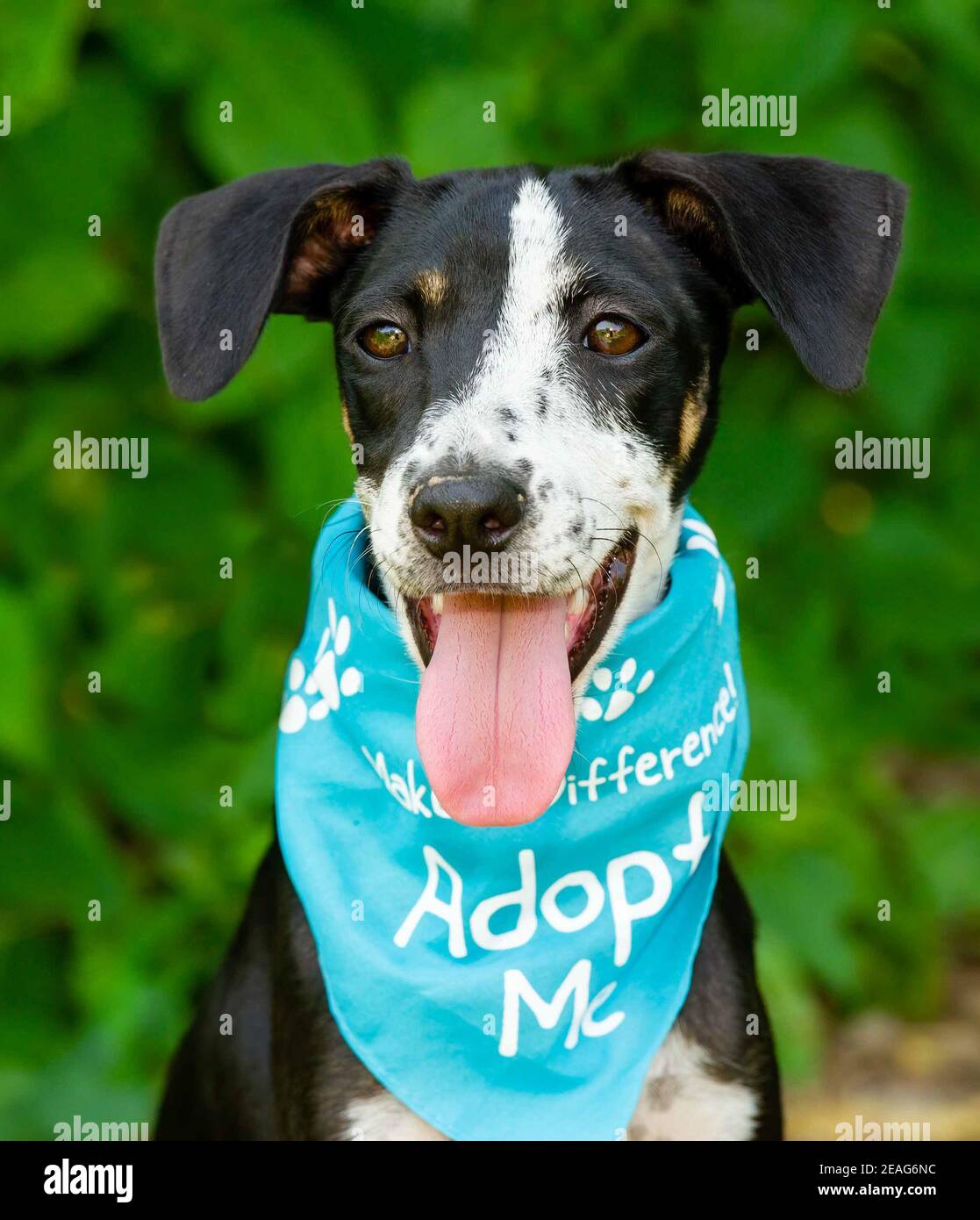 Un chien est la publicité pour son adoption en portant un Adoptez-moi Bandana Banque D'Images
