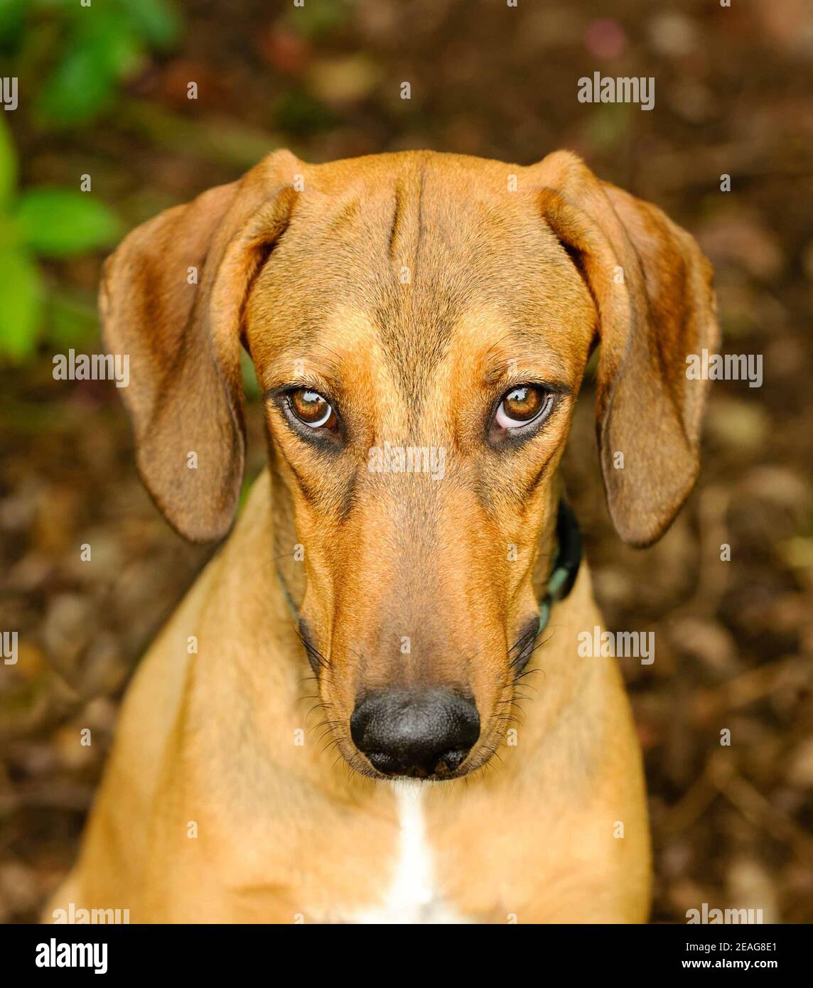 Gros plan sur un visage de chien extérieur avec un look Sur son visage Banque D'Images