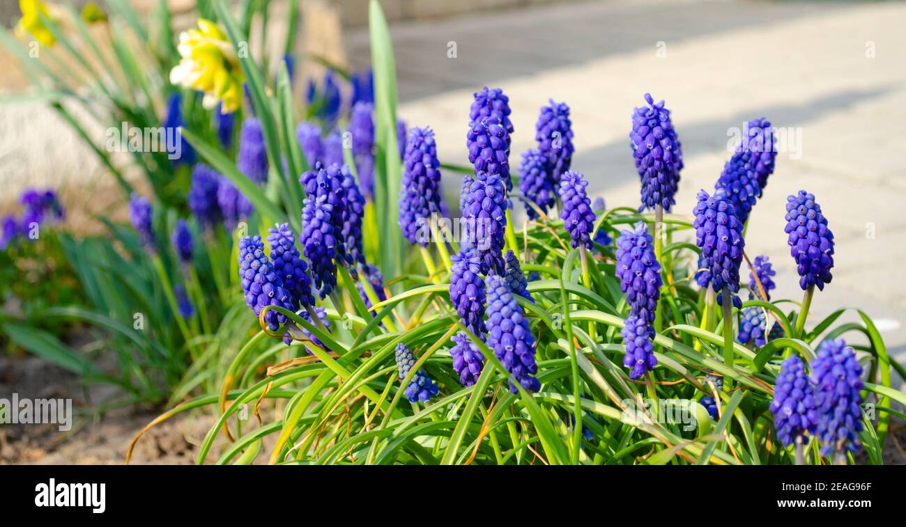 Fleurs Muscari bleues gros plan. Un groupe de jacinthe de raisin Muscari armeniacum fleurir au printemps, Banque D'Images