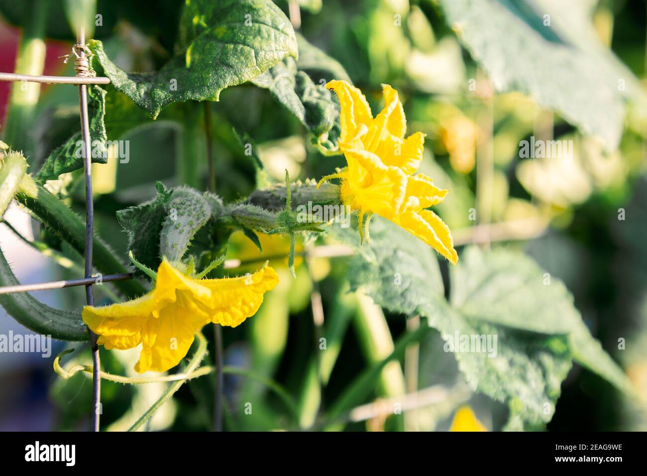 Petits concombres dans le jardin. Fleuris de fleurs jaunes, les plantes de concombre sont liées dans la ferme de jardin. Concombres verts juteux frais Banque D'Images