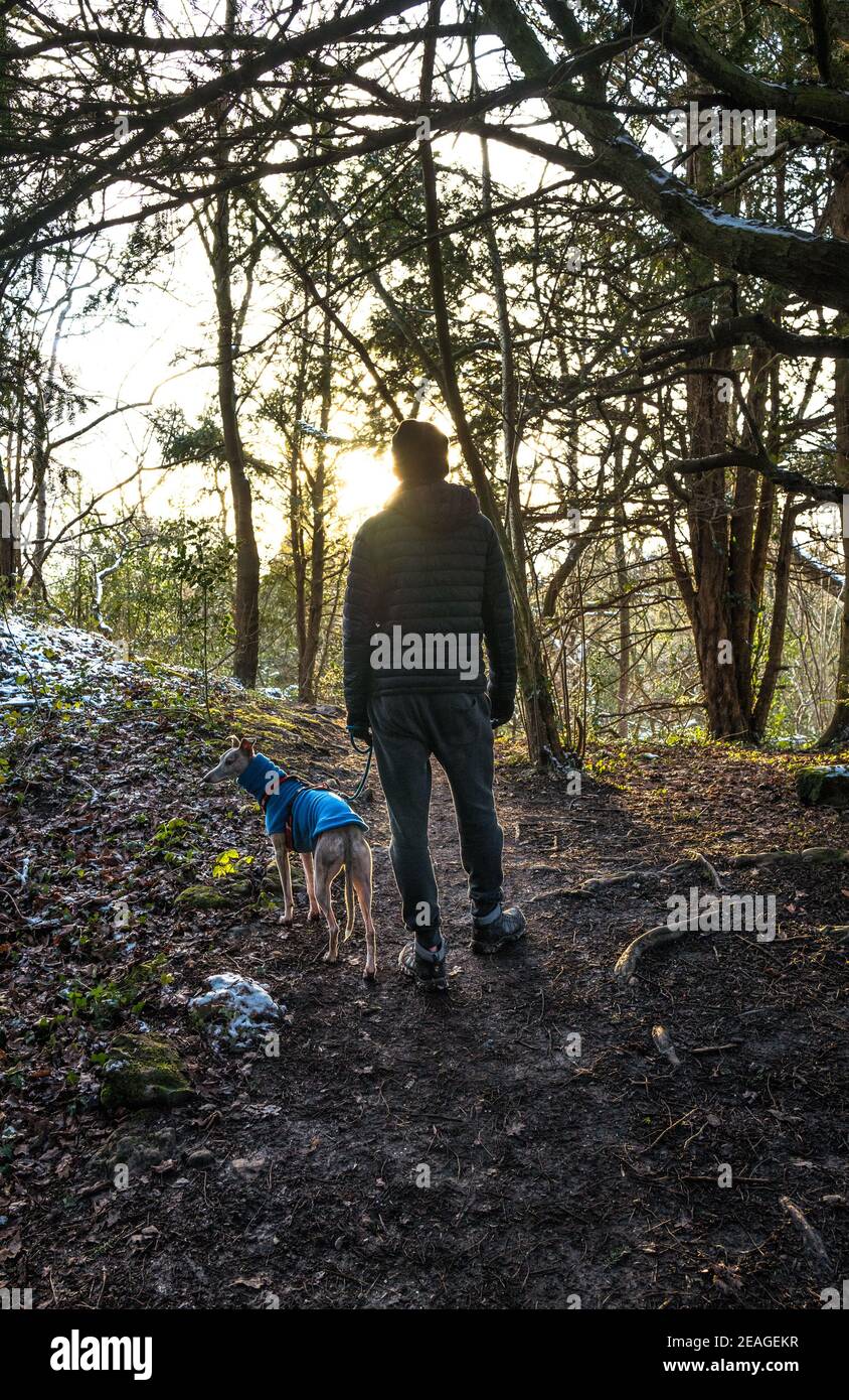 Homme avec un chien Whippet marchant dans un bois. Banque D'Images